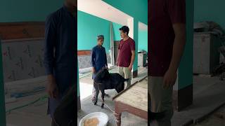 डब्लीकेट हफ़ीज़ जी आये बकरें की क़ुर्बानी करने 😂🤣 #shorts #funny #comedy #reels