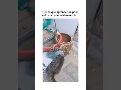 Paloma intenta comerse a un gato 😳 #shorts #cat