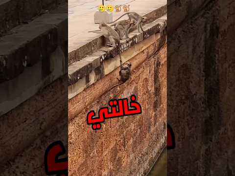 #مواقف_اجنبيه #خدلك_ضحكه_مع_اسامه #ضحك #كوميدي #كوميديا #حيوانات_اليفه #حيوانات_مفترسه #قطط #قطط