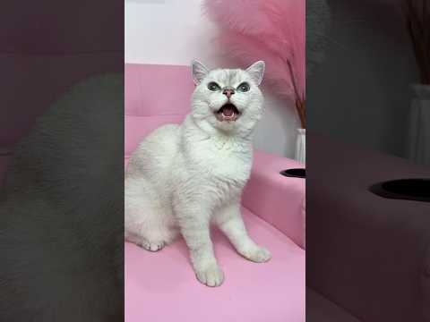 A mi gato no le gustó el truco con la tierra😿 #gato #gatos