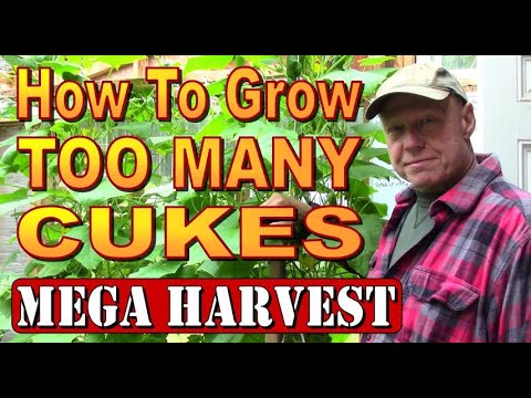 Grow Cucumbers INDOORS FOR MAXIMUM YIELD.  Greenhouse Mega Harvest.