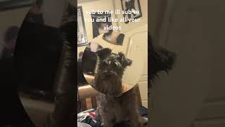 please sub