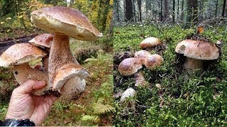 Понеділок 25 Серпня! Могутні Гриби Карпат Ростуть Групами в мішаному Лісі. Гриби 2025