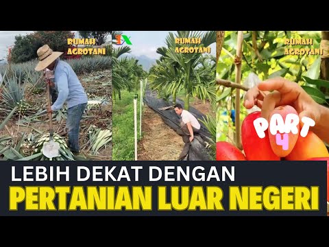 Lebih Dekat dengan Pertanian Modern di Luar Negeri Part 4 #kumpulanshorts