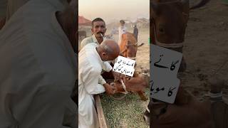 Qurbani Ki Gaye Baba G Ka Mobile Kha Gai |Funny Shorts | Funny Qurbani Video | Asghar Ch Vlogs