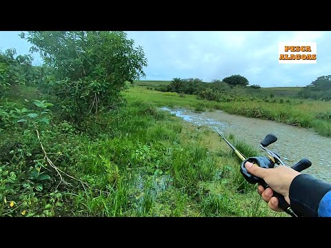 PESCARIA DE TRAIRA com FROG tinha até JACARÉ