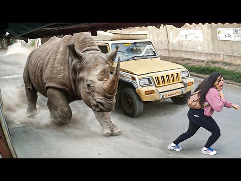 Случаи, Когда Животные Показали, Что с Ними Лучше не Связываться