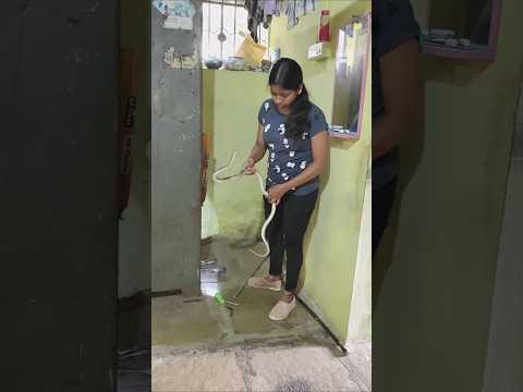 घरामध्ये तिजोरी खाली येऊन बसला साप😯 बघा कसा केला रेस्क्यू Common trinket snake(non venomous)