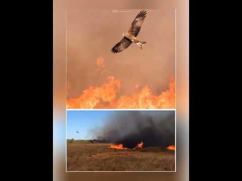 The Only Creature To Use Fire #animals