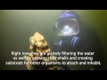 Oyster Ecosystem and Environmental Impact
