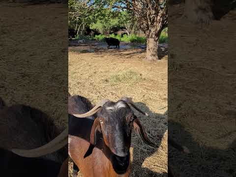 REENCUENTRO CON BUFALA RESCATADA DE UN ZOOLOGICO
