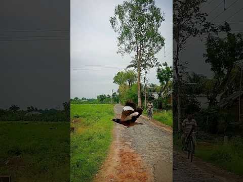 জঙ্গলে অনেক বড় একটা কুমড়ো পেলাম#bengalivlog#minivlog#shorts