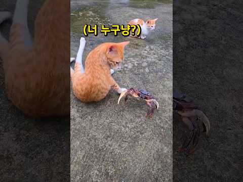 고양이가 노려보자 꽃게의 반응