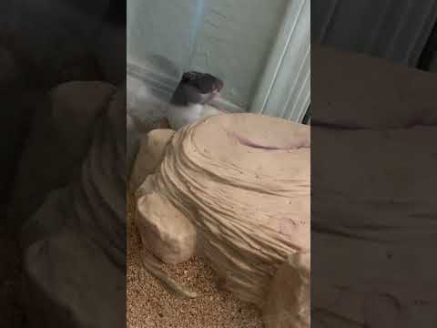 WESTERN DIAMONDBACK VS STUART LITTLE LIVE FEEDING! #diamondback #reptile #animals #wildlife