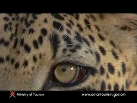 wild life of Oman Ministry of Oman Tourism