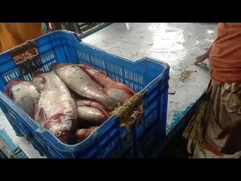 Amazing Silver Carp Fish Video