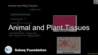 Animal and Plant Tissues