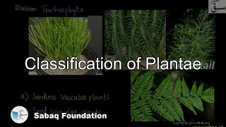 Classification of Plantae