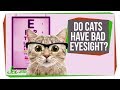 Understanding Cat Vision