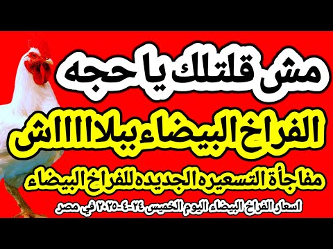 اسعار الفراخ البيضاء اليوم/ سعر الفراخ البيضاء اليوم الخميس ٢٤-٤-٢٠٢٥ في مصر جمله وقطاعي