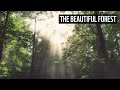 Exploring the Forest