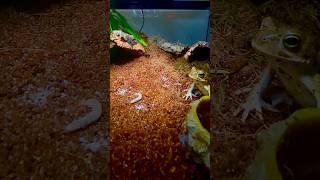 Hungry Boiii 😋#insects #bugs #bugs #nature #toad #wildlife #viral