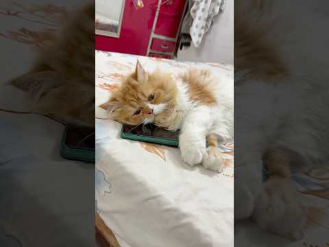 Revenge (Part-2)#catshorts #catvideo #sajidcat #catcomedy #cat
