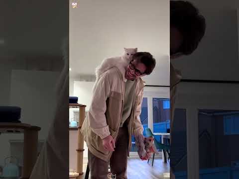 Clingy cat#catlove#usa#foryou#usa#catsoftiktok