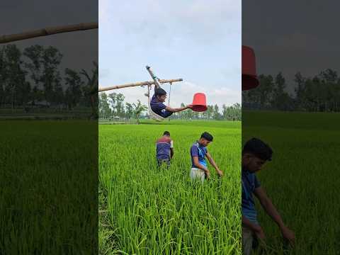 Two boys are working to harvest rice.6