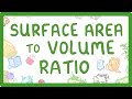 Surface Area, Volume, and Transport Systems