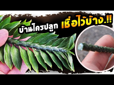 น่าจะเชื่อแต่แรก..!! ปลูกต้นบันไดเศรษฐีในบ้าน คนโบราณว่าไว้แบบนี้ | Nava DIY