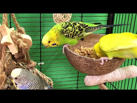 relaxing budgie sounds