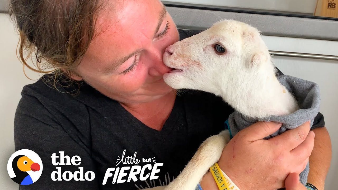 Tiny Earless Lamb Loves Running Around The House Little But Fierce