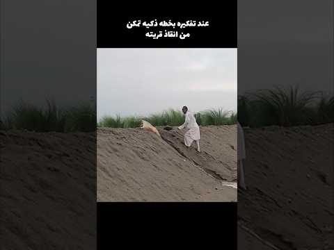 انقذ قريته من فيضان مدمر!!