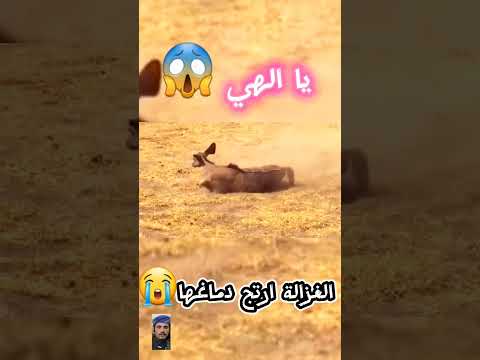 يا الهي نعم اسرع مخلوق في العالم #shorts#