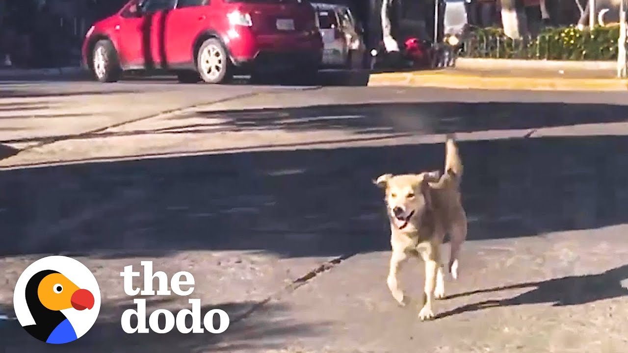 Stray Dog Chases Woman's Car For Five Blocks Until She Finally Stops