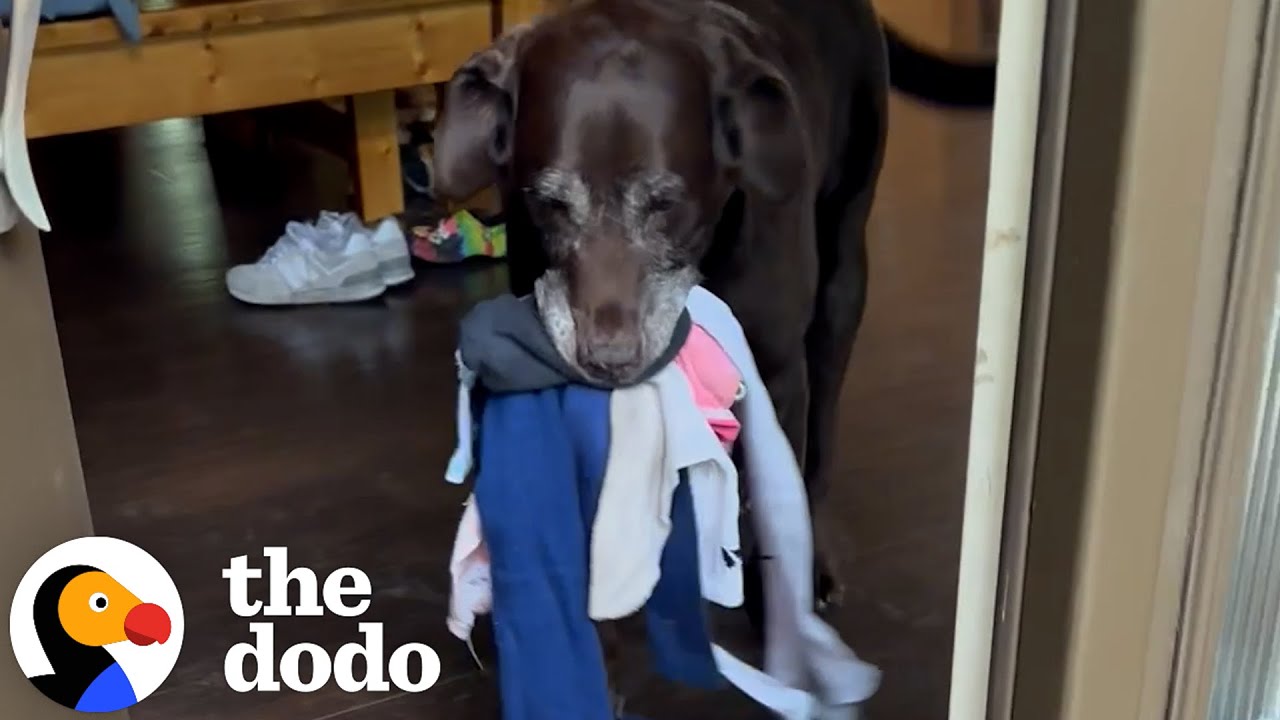 Dog Loves Greeting Mom With Gifts - The Dodo