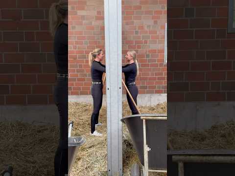 Pferdehofliebe - Lautes Lachen im Stall 😂 #pferdehofliebe #equestrian #youtubeshorts #pferde #fyp