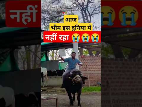 प्रीतम #भाई का# भीम #आज #इस# दुनिया #में #नहीं #रहा#rip#shortsviral #video