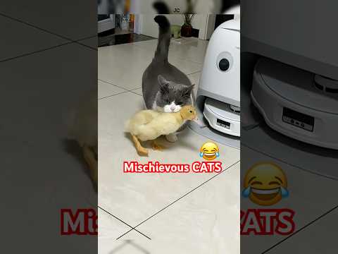 The funniest and most mischievous cats😂