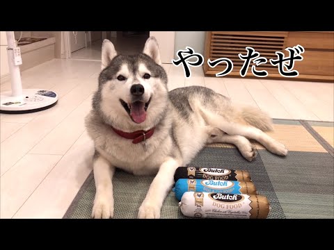 ついに高級ドッグフード「Butch」を食したシベリアンハスキー