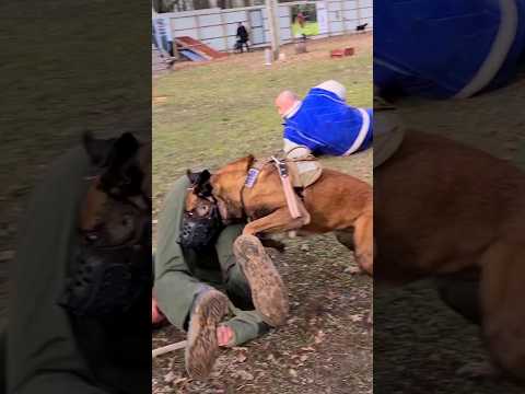 😱🔥DEFENDER! Malinois Hard attack.  #STRAZHODESSA Dog training Odessa.