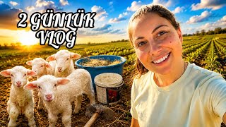 KUZULAR BÜYÜYOR🐑 BAHÇEYE ÇAPA YAPTIK! 🪏AYÇİÇEKLERE BORU YAYIYORUZ💦TAŞ FIRINDA PİZZA🍕 