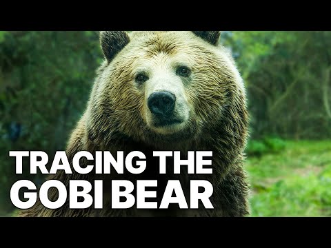 Tracing the Gobi Bear | Thrilling Desert Expedition