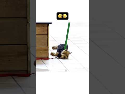 instant panic 🤣 | DO NOT CHECK THE SOUND | #meme #funnyvideo #prank #funny