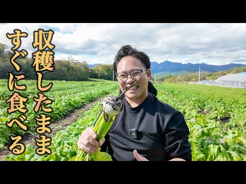 念願の青空レストラン！カブの魅力を徹底追求。新シリーズ『食材探検記』スタート！