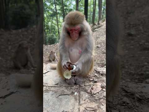 中国人喜欢的皮蛋，被猴子满手嫌弃？！|顶级过肺 |饲养员｜猴子 |动物园 |这操作都看傻了｜它知道含铅超量有毒｜猴子都知道坏的，人却不知道｜闻出来过期了｜事实证明皮蛋这东西吃不得？