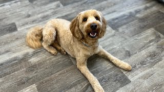 Dog Training – Week 1 | Foundation Obedience with Maggie