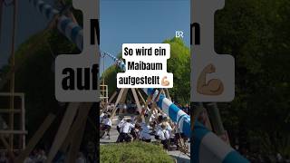 So wird ein Maibaum aufgestellt! | BR Heimat #shorts #maibaum #br #volksmusik #bayern