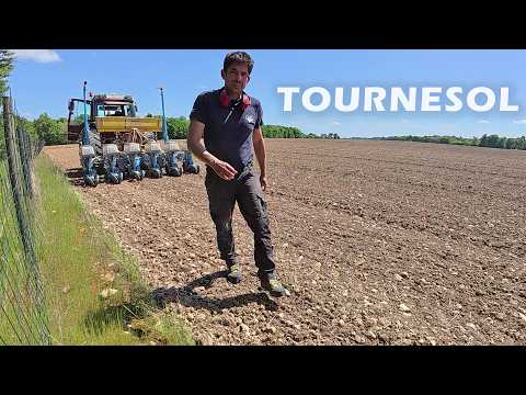 Ouf, les tournesols se sont bien semés - 2025